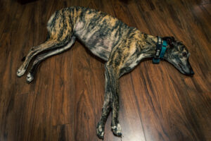 Xander is one pooped puppy - hey, where is Glyph?
